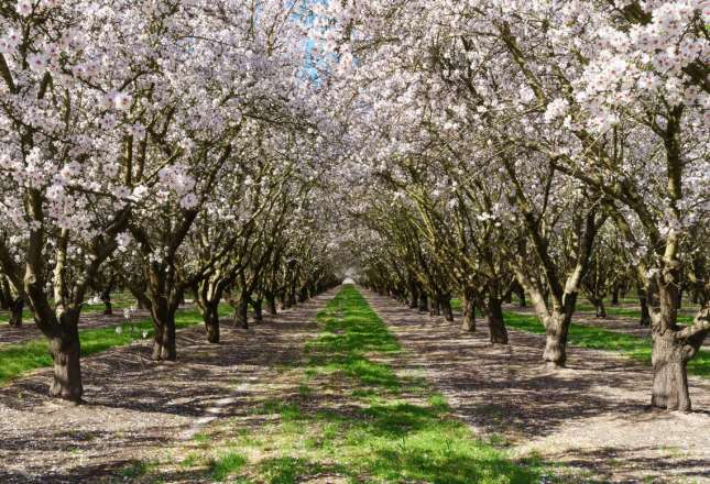 Learn more about Central Valley (Stanislaus County)